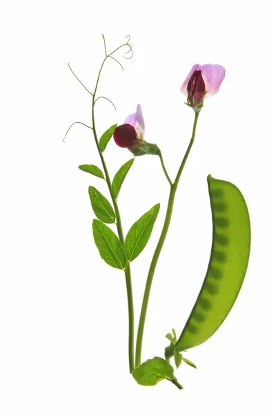 Sweet pea — Stockfoto