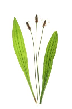 Ribwort muz (dar yapraklı sinirli ot)