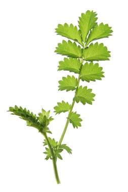 Küçük burnet (çayırdüğmesi küçük)