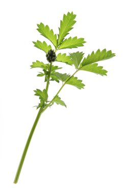 Küçük burnet (çayırdüğmesi küçük)