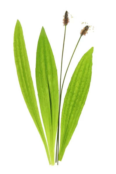 Spitzwegerich (plantago lanceolata)) — Stockfoto