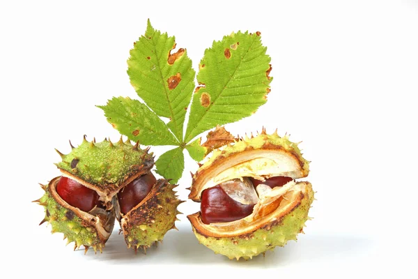 Kastanjer för häst (Aesculus hippocastanum)) — Stockfoto