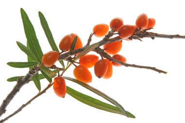 Deniz dikeni (Hippophae rhamnoides)