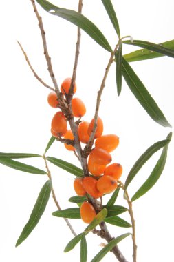 Deniz dikeni (Hippophae rhamnoides)