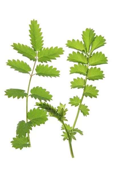 Kleine Kreuzblume (sanguisorba minor)) — Stockfoto