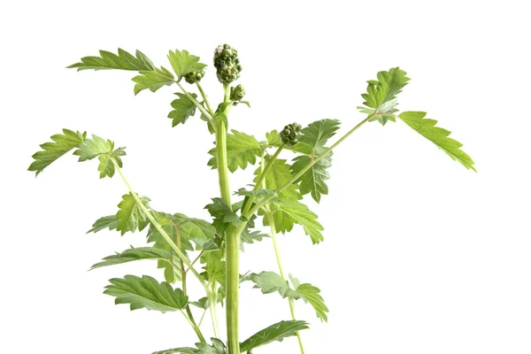 Pequeno burnet (Sanguisorba minor ) — Fotografia de Stock