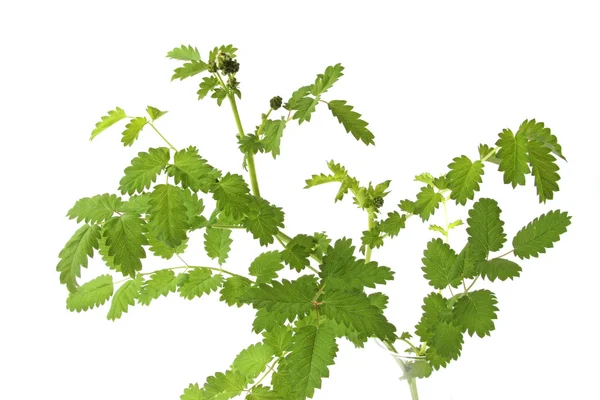 Pequeno burnet (Sanguisorba minor ) — Fotografia de Stock