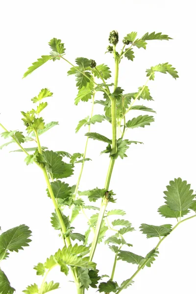 Pequeno burnet (Sanguisorba minor ) — Fotografia de Stock