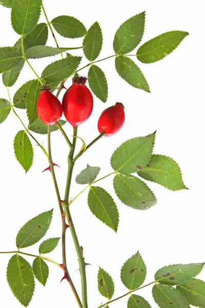 Rose hips of the wild rose (Rosa canina) — Stock Photo, Image