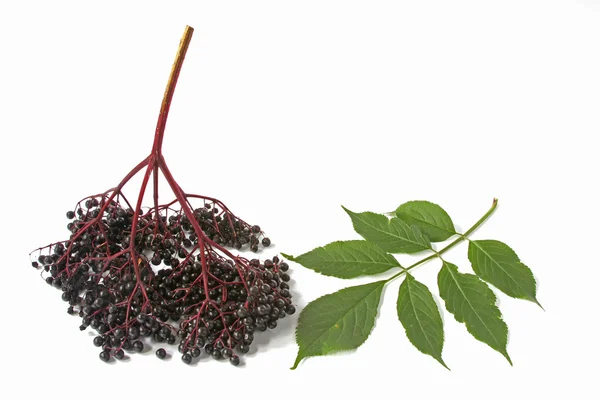 Bayas de saúco maduras (Sambucus nigra ) — Foto de Stock