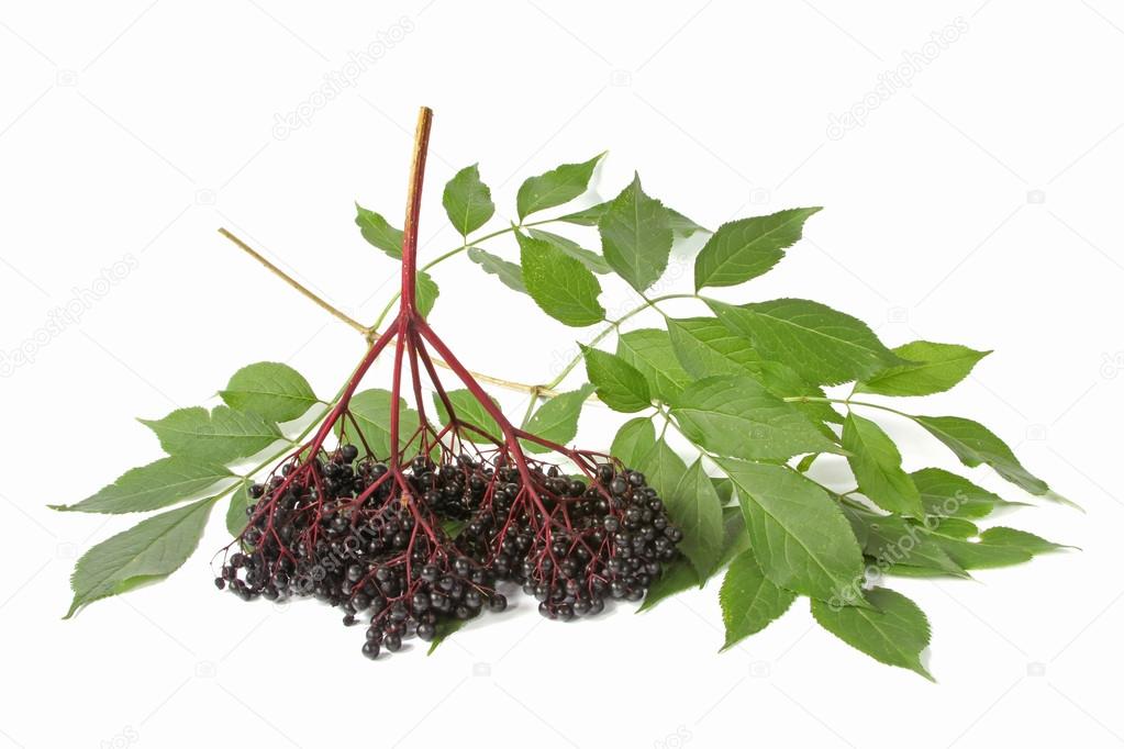 Ripe elderberry (Sambucus nigra)