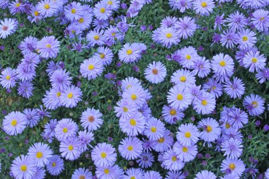 Avrupa Michaelmas'la Daisy (Aster amellus)