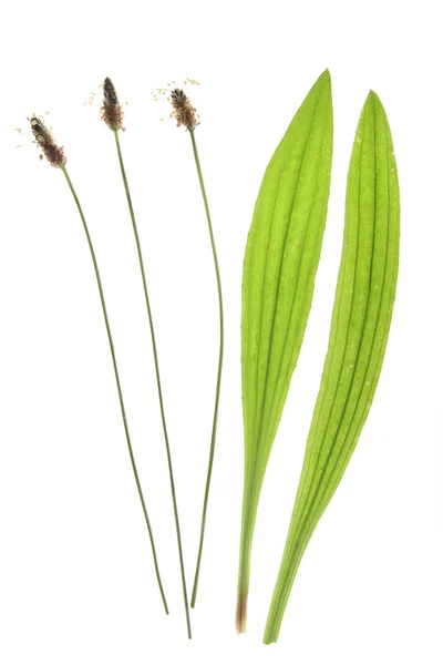 Smalle weegbree (Plantago lanceolata) — Stockfoto