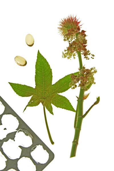 Rizinuspflanze (ricinus communis)) — Stockfoto