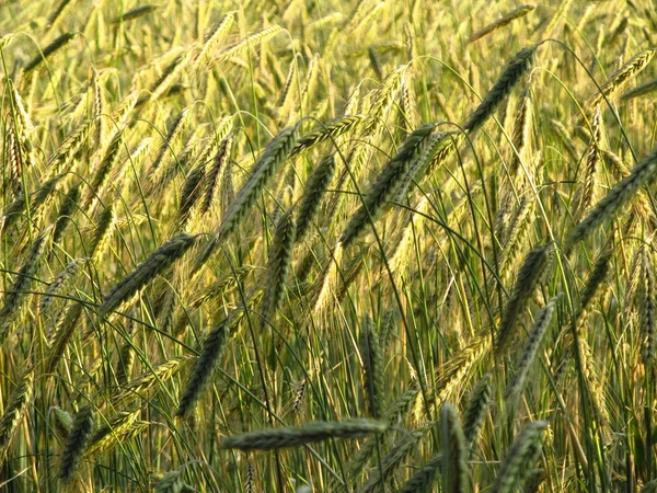 Bijna rijp maïs in een veld — Stockfoto