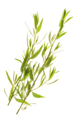 Taze tarhun (Artemisia dracunculus twigs)