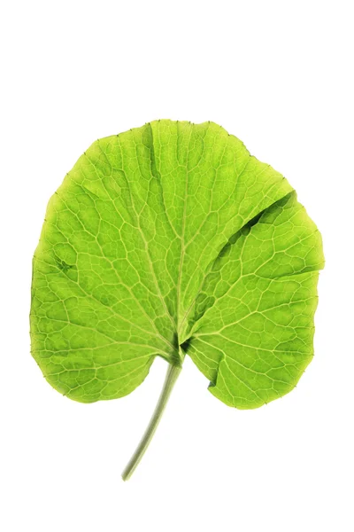 Wasabi (Eutrema japonica) — Φωτογραφία Αρχείου