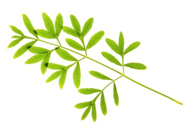 Sermountain (Laserpitium siler)