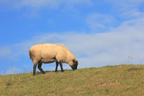 Овцы на дамбе в Северном море — стоковое фото