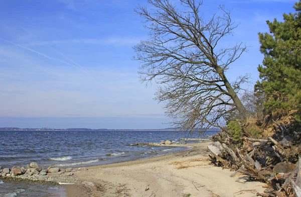 Fallande träd — Stockfoto