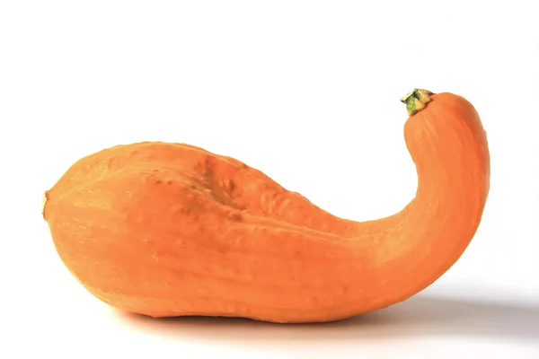 Okrasné squash — Stock fotografie