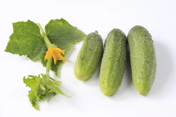 Moření okurky (Cucumis sativus) — Stock fotografie