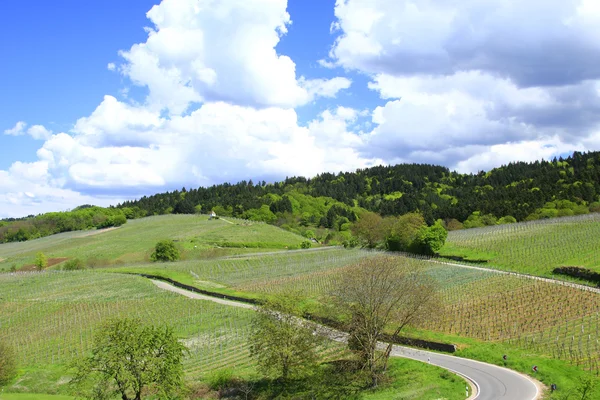 Wijngaarden in het zuidwesten van Duitsland — Stockfoto