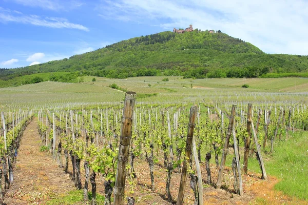 Wijngaarden in de Elzas, Frankrijk — Stockfoto