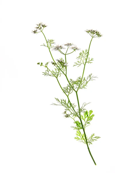 Koriander (coriandrum sativum)) — Stockfoto