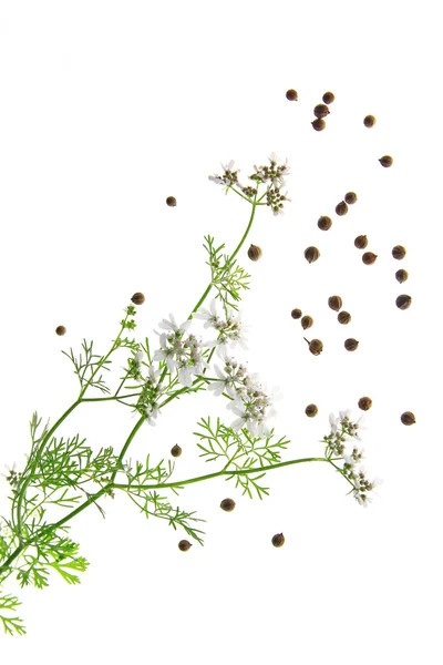 Cilantro (Coriandrum sativum ) — Foto de Stock