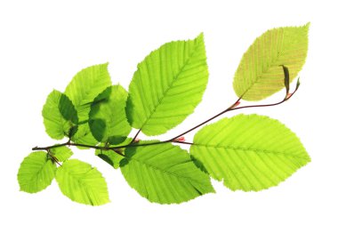 Gürgen (Carpinus Betulus)