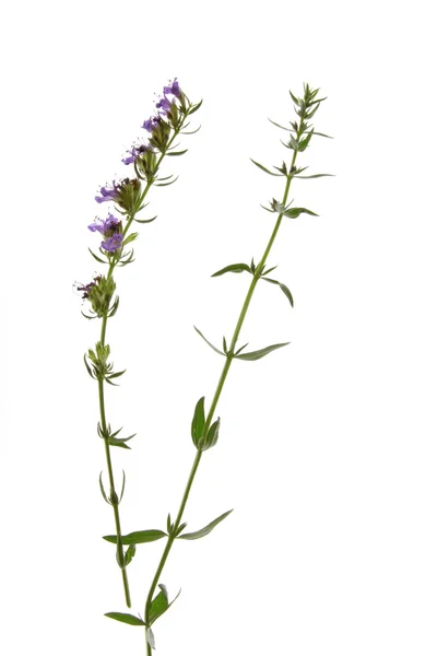 Hyssop (Hyssopus officinalis) — Stock Photo, Image