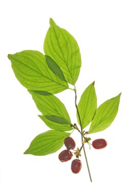 Kızılcık kiraz (Cornus mas)