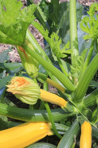 Gul zucchini — Stockfoto