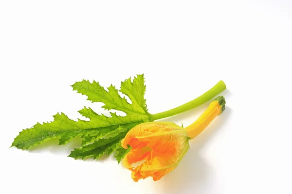 Courgette — Stockfoto