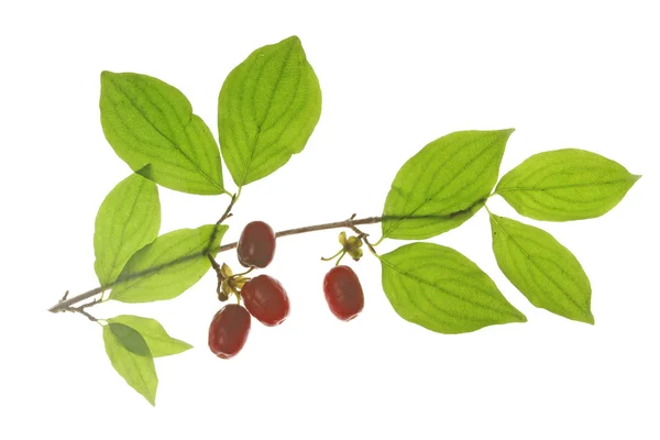 Cerezas de Cornelio (Cornus mas ) — Foto de Stock