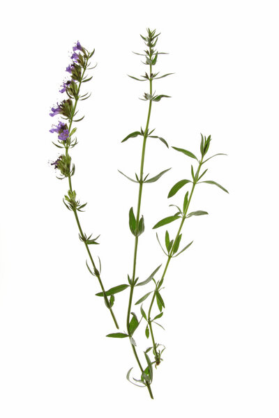 Hyssop (Hyssopus officinalis)