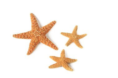 Starfish (Asterias rubens) clipart