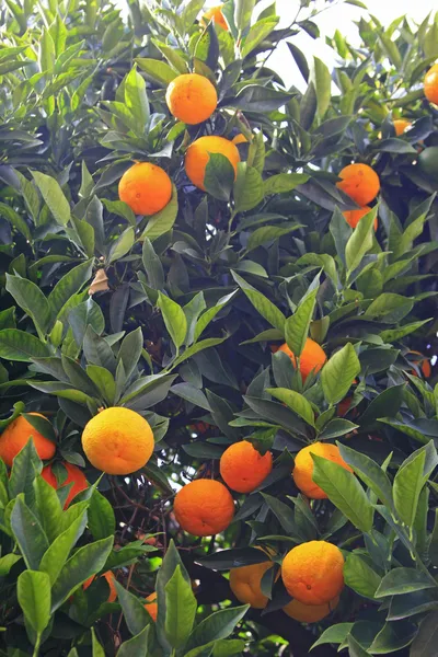 Ripe tangerines — Stock Photo, Image