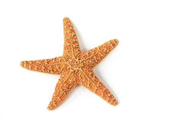 Морская звезда ("Asterias rubens" ) — стоковое фото