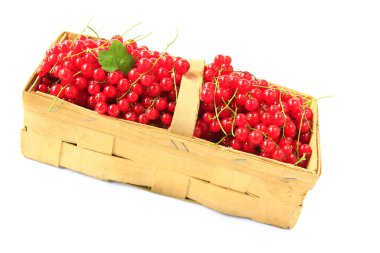 Kırmızı kuş üzümü