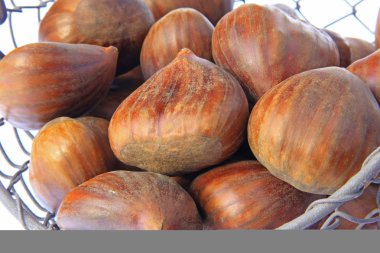 Tatlı kestane (Castanea sativa)