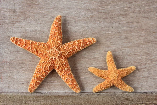 Starfish uit de Noordzee — Stockfoto