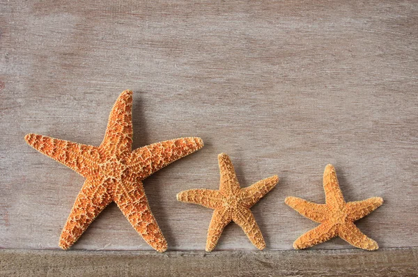 Starfish uit de Noordzee — Stockfoto