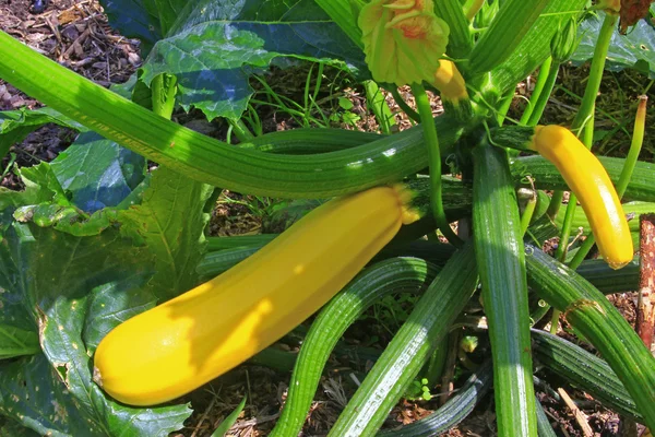 Gul zucchini — Stockfoto