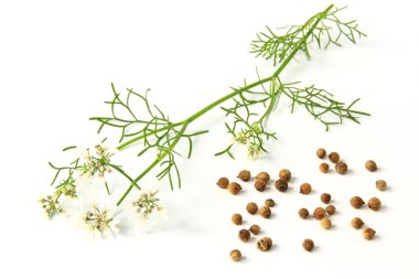 Corinader (Coriandrum sativum)