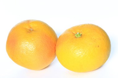 greyfurt