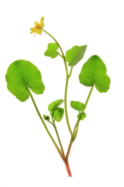 Lesser celandine — Stock Photo, Image