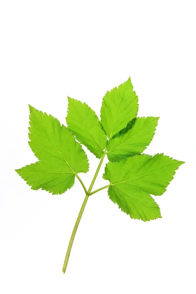 Ground elder — Stock Photo, Image