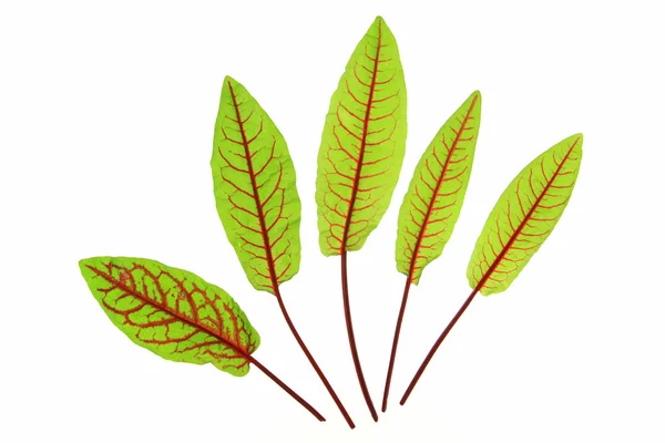 Blood Sorrel — Stock Photo, Image